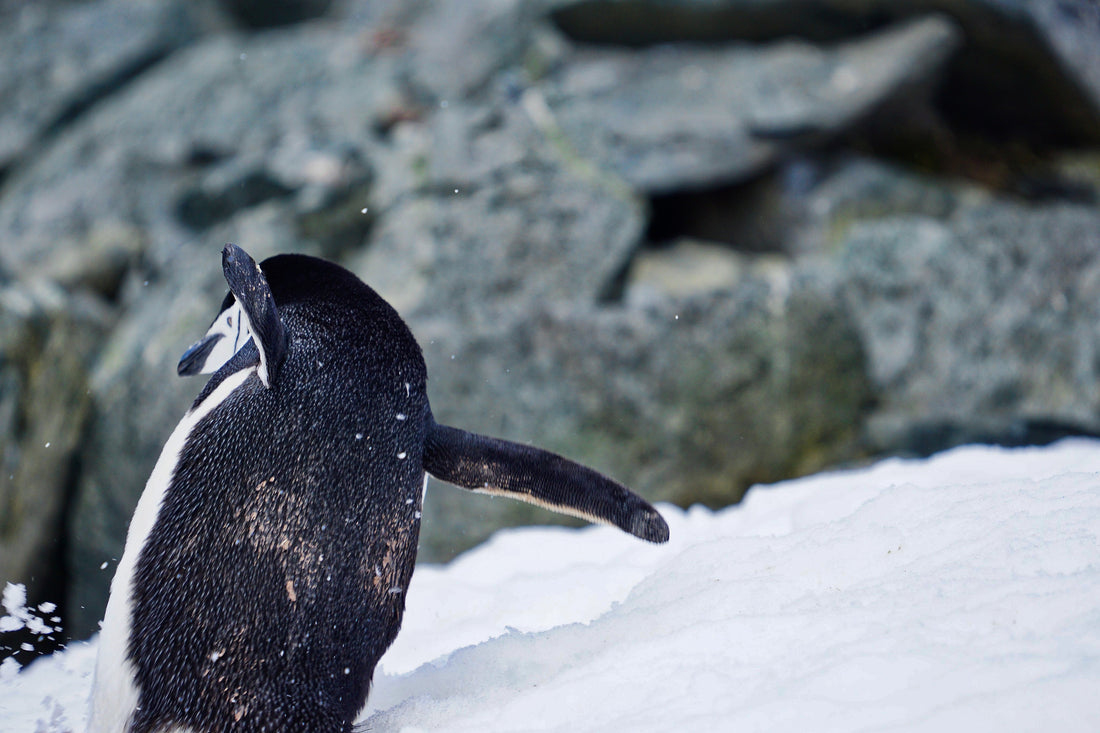 A chinstrap penguin waddling across the snow with one flipper out, beside dark rocks.
