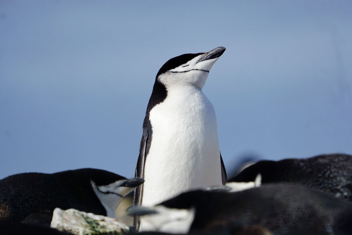 A chinstrap penguin with its eyes closed and its beak raised, above other chinstraps resting on the rocks.