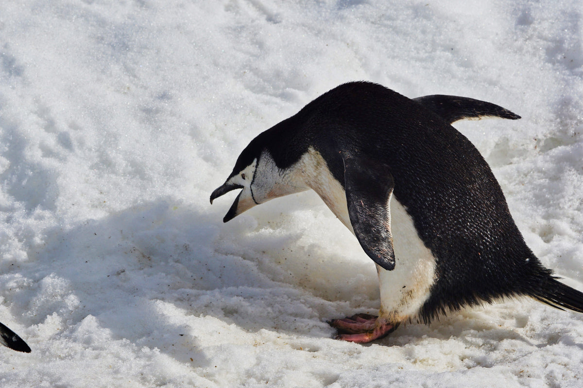 A chinstrap penguin leaning forward over the snow in Antarctica, beak open.