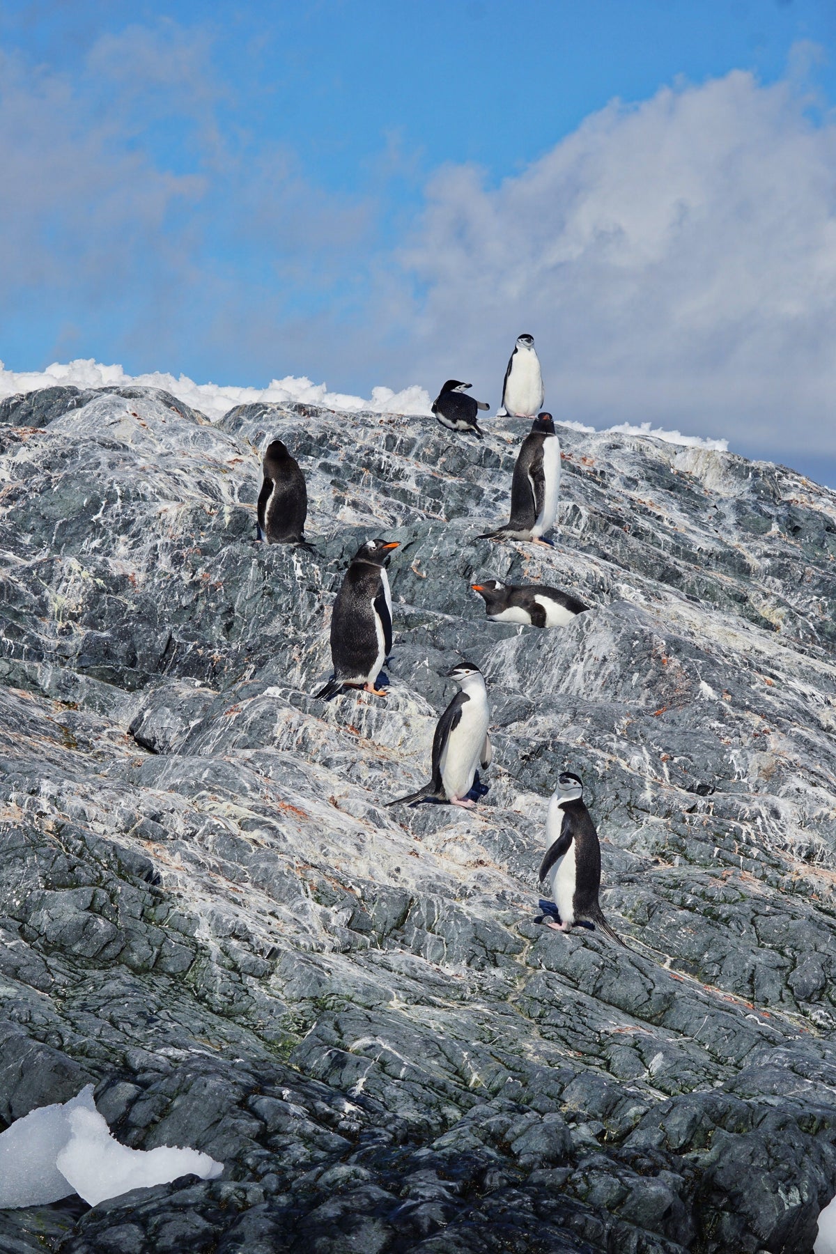 Chinstrap and gentoo penguins standing on a rocky outcrop under a blue sky