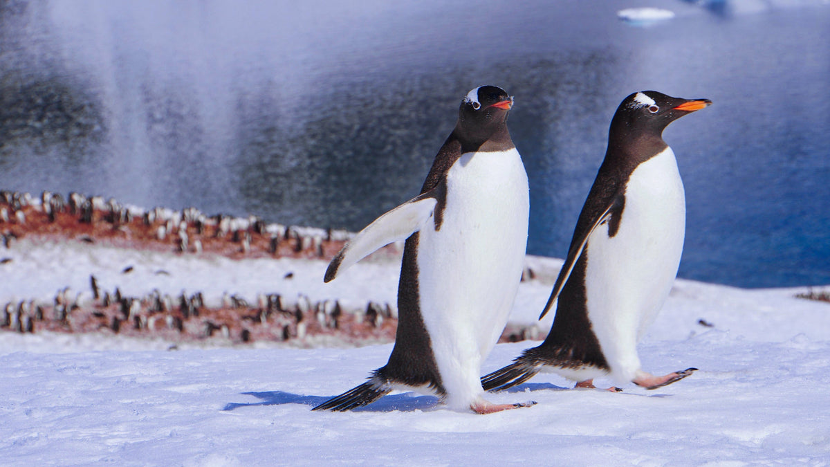 Two gentoo penguins walking across the snow in front of a penguin colony