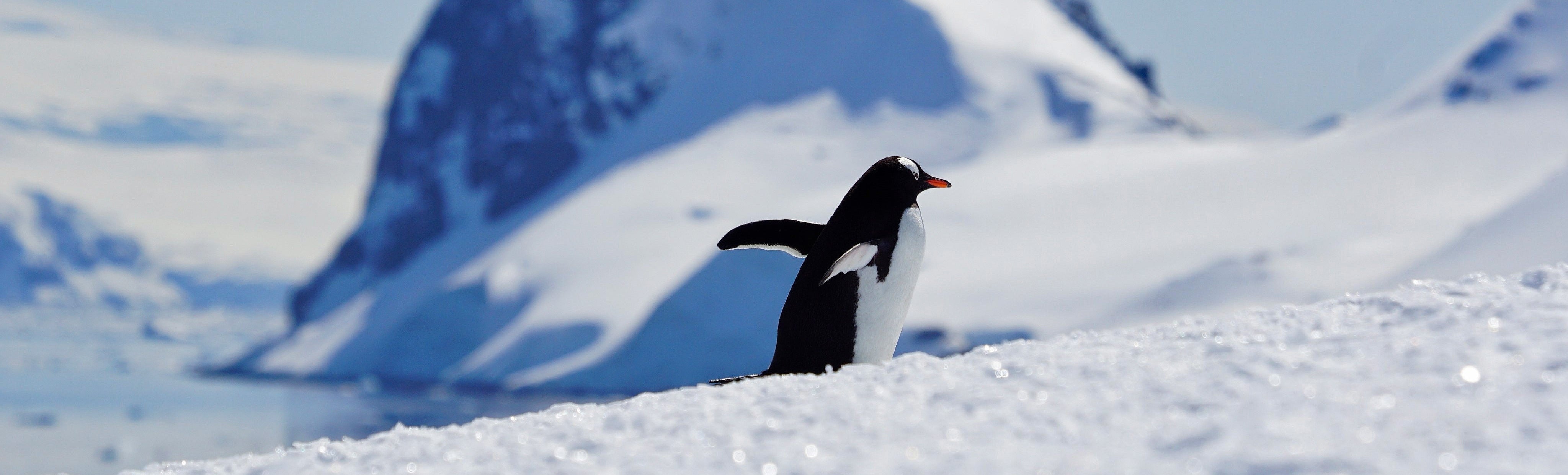Gentoo penguin walking along a snowy ridge below glaciers