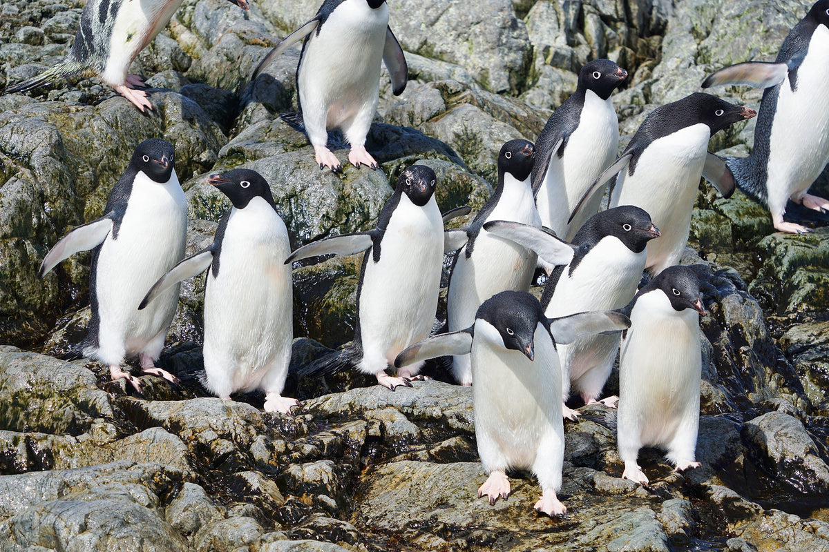 A group of Adélie penguins gathered on rocky ground
