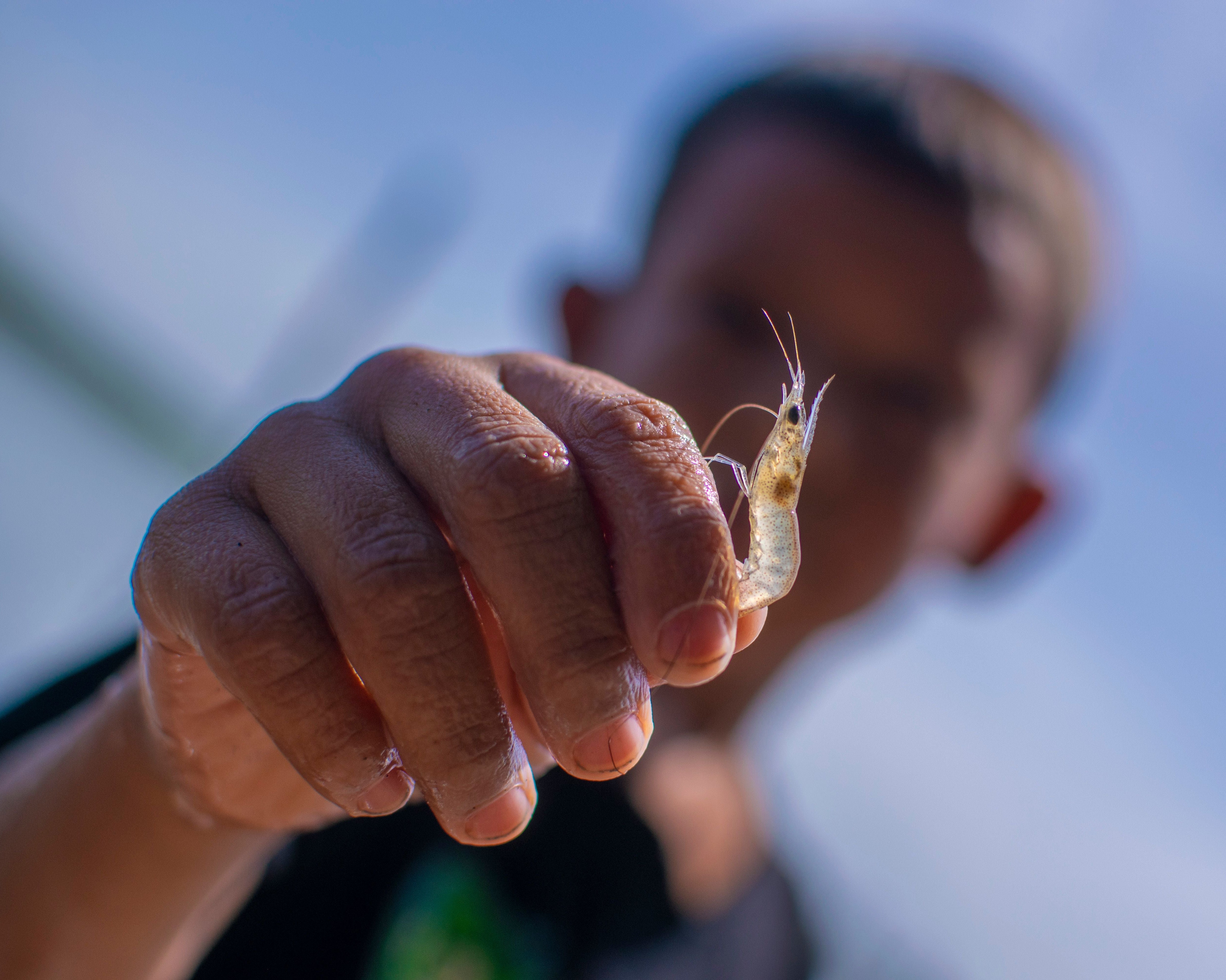A hand holding up a tiny krill-like crustacean