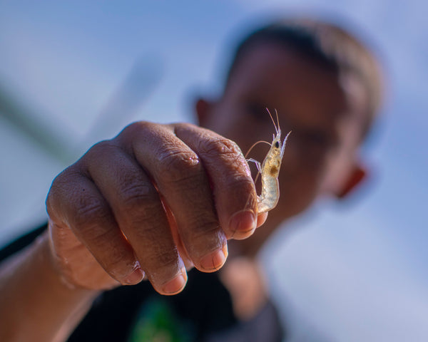 A hand holding up a tiny krill-like crustacean